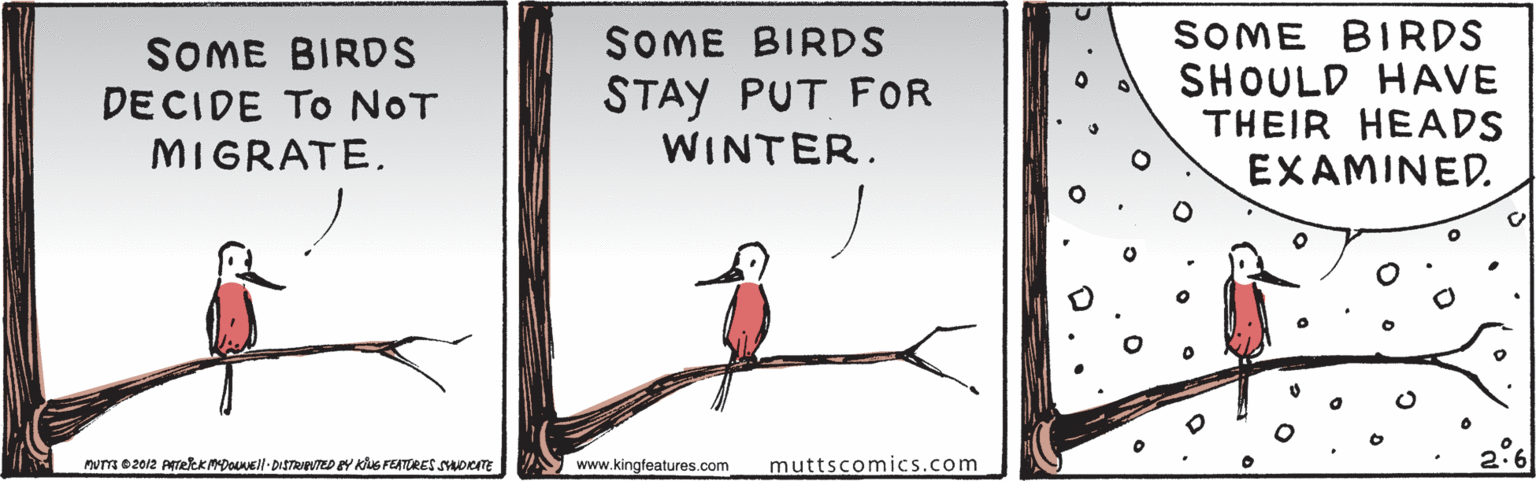 Art OCR: SOME BIRDS SHOULD HAVE THEIR HEADS EXAMINED. SOME BIRDS SOME BIRDS DECIDE TO NOT MIGRATE. STAY PUT FOR WINTER. MUm 02012 Arekkmounell- DISTRITED Y KG FEATURES SUDCm N www.kingfeatures.com muttscomics.com SOME BIRDS SHOULD HAVE THEIR HEADS EXAMINED. SOME BIRDS SOME BIRDS DECIDE TO NOT MIGRATE. STAY PUT FOR WINTER. MUm 02012 Arekkmounell- DISTRITED Y KG FEATURES SUDCm N www.kingfeatures.com muttscomics.com
