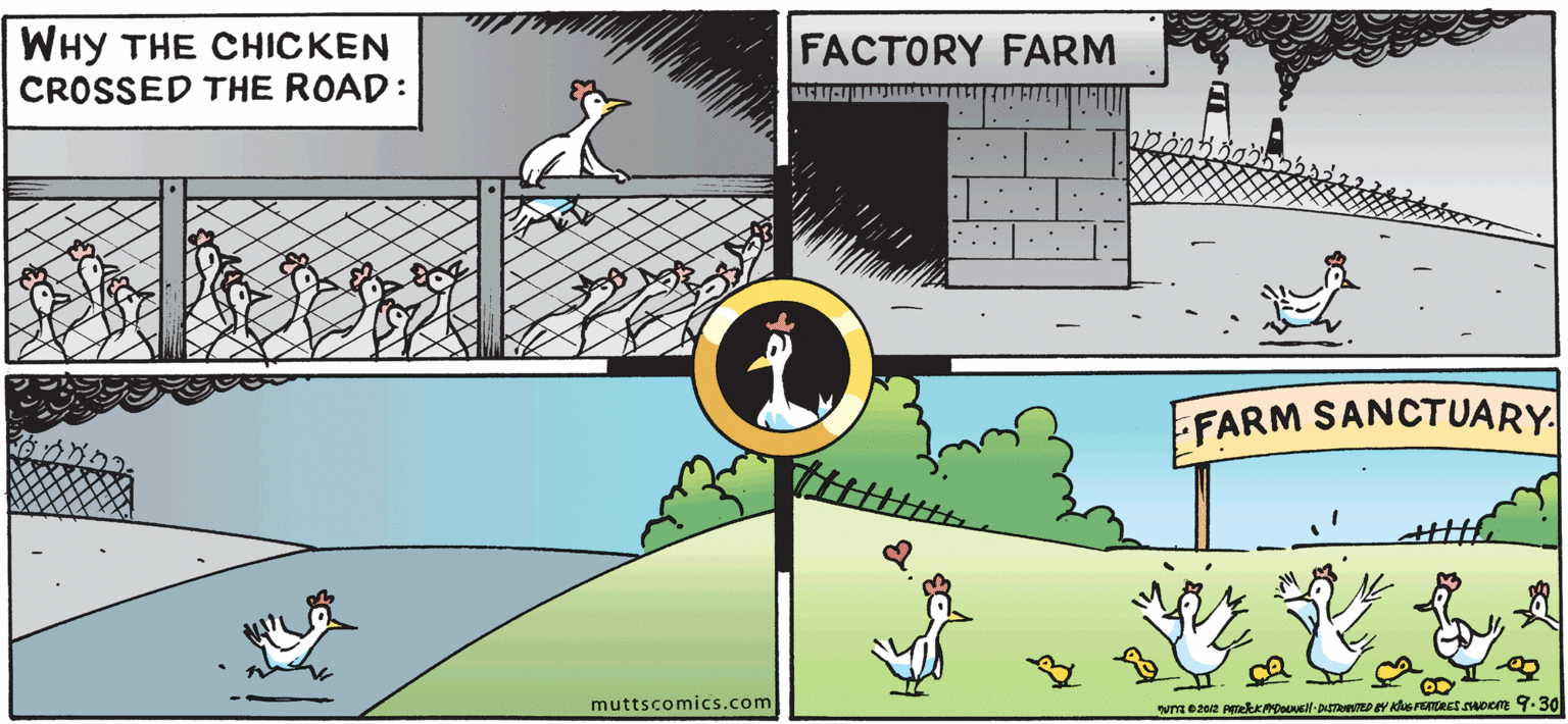 Rectangle OCR: WHY THE CHICKEN CROSSED THE ROAD: FACTORY FARM FARM SANCTUARY muttscomics.com WHY THE CHICKEN CROSSED THE ROAD: FACTORY FARM FARM SANCTUARY muttscomics.com