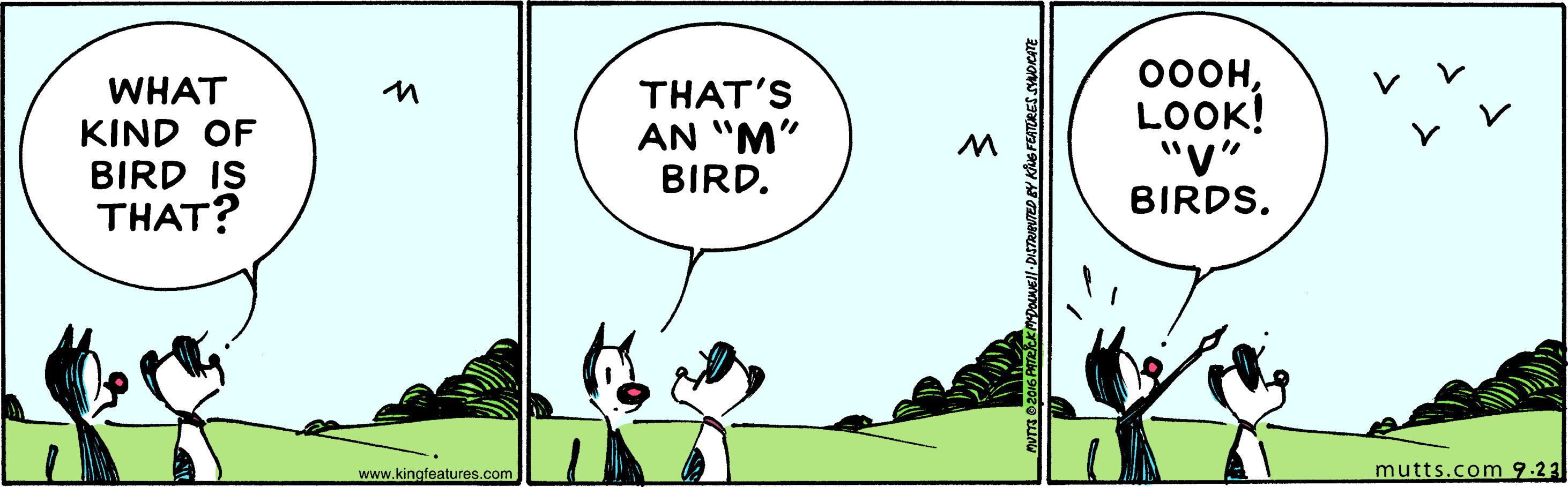 Rectangle OCR: 00OHLOOK! "" BIRDS. WHAT THAT'S AN "M" BIRD. 11 KIND OF BIRD IS THAT? www.kingfeatures.com mutts.com 9.23 00OHLOOK! "" BIRDS. WHAT THAT'S AN "M" BIRD. 11 KIND OF BIRD IS THAT? www.kingfeatures.com mutts.com 9.23