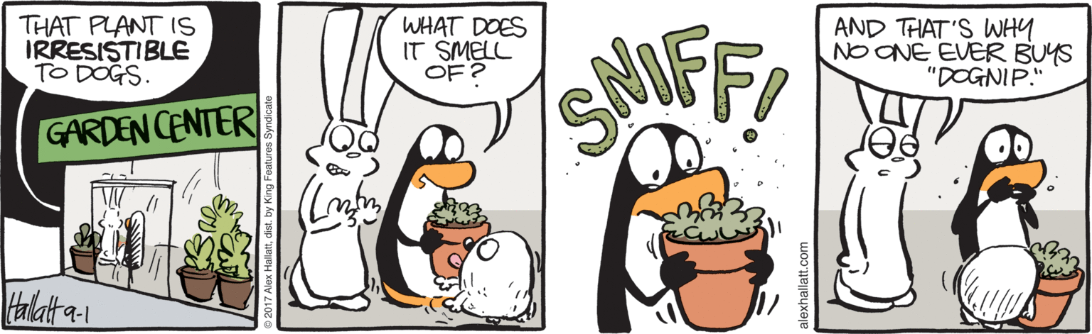 Graphics OCR: THAT PLANT IS IRRESISTIBLE TO DOGS. WHAT DOES IT SMELL OF? AND THAT 'S WHY NO ONE EVER BUYS "DOGNIP." GARDEN CENTER THAT PLANT IS IRRESISTIBLE TO DOGS. WHAT DOES IT SMELL OF? AND THAT 'S WHY NO ONE EVER BUYS "DOGNIP." GARDEN CENTER