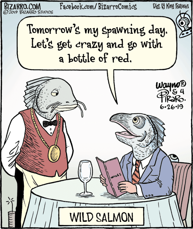 Publication OCR: BIZARRO.COM © 2019 BIZARRO STUDIOS Facebook.com/BizarroComics Dist Y King Features Tomorrow's my spawning day. Let's get crazy and go with a bottle of red. Waynoe 6.26-19 WINES ODO WILD SALMON BIZARRO.COM © 2019 BIZARRO STUDIOS Facebook.com/BizarroComics Dist Y King Features Tomorrow's my spawning day. Let's get crazy and go with a bottle of red. Waynoe 6.26-19 WINES ODO WILD SALMON