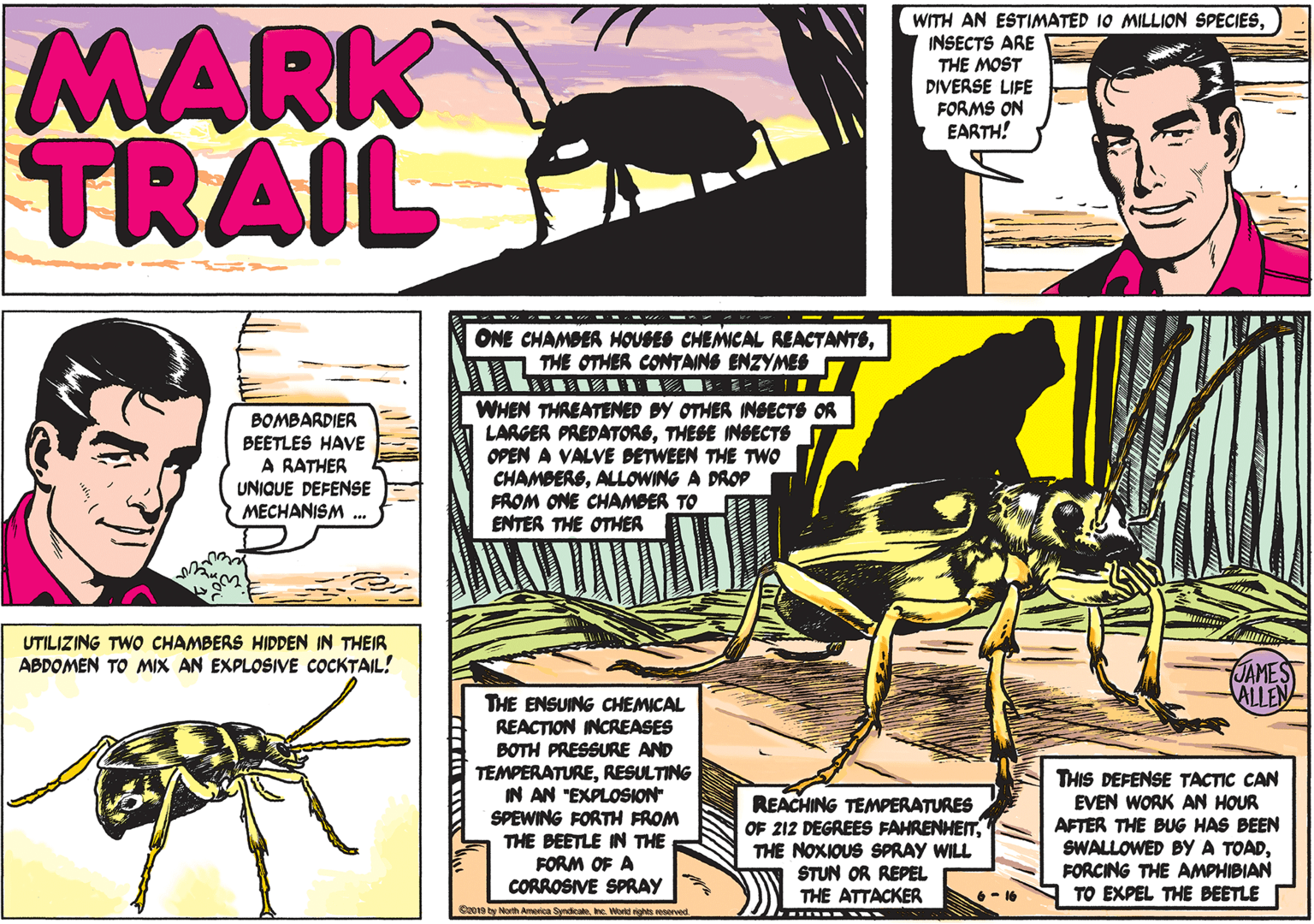 Parallel OCR: MARK TRAIL WITH AN ESTIMATED 10 MILLION SPECIESINSECTS ARE THE MOST DIVERSE LIFE FORMS ON EARTH! ONE CHAMBER HOUSES CHEMICAL REACTANTSTHE OTHER CONTAINS ENZYMES ?-I1 BOMBARDIER BEETLES HAVE A RATHER UNIQUE DEFENSE MECHANISM WHEN THREATENED BY OTHER INSECTS OR LARGER PREDATORSTHESE INSECTS OPEN A VALVE DETWEEN THE TWO CHAMBERSALLOWING A DROP FROM ONE CHAMBER TO ENTER THE OTHER UTILIZING TWO CHAMBERS HIDDEN IN THEIR ABDOMEN TO MIX AN EXPLOSIVE COCKTAIL! JAMES ALLEN THE ENSUING CHEMICAL REACTION INCREASES BOTH PRESSURE AND TEMPERATURERESULTING IN AN "EXPLOSION SPEWING FORTH FROM THE BEETLE IN THE FORM OF A CORROSIVE SPRAY REACHING TEMPERATURES OF 212 DEGREES FAHRENHEITTHE NOXIOUS SPRAY WILL STUN OR REPEL THE ATTACKER THIS DEFENSE TACTIC CAN EVEN WORK AN HOUR AFTER THE BUG HAS BEEN SWALLOWED BY A TOADFORCING THE AMPHIBIAN TO EXPEL THE BEETLE Su019 ty Noth Amrica Syndicae . Wond s sorved MARK TRAIL WITH AN ESTIMATED 10 MILLION SPECIESINSECTS ARE THE MOST DIVERSE LIFE FORMS ON EARTH! ONE CHAMBER HOUSES CHEMICAL REACTANTSTHE OTHER CONTAINS ENZYMES ? -I1 BOMBARDIER BEETLES HAVE A RATHER UNIQUE DEFENSE MECHANISM WHEN THREATENED BY OTHER INSECTS OR LARGER PREDATORSTHESE INSECTS OPEN A VALVE DETWEEN THE TWO CHAMBERSALLOWING A DROP FROM ONE CHAMBER TO ENTER THE OTHER UTILIZING TWO CHAMBERS HIDDEN IN THEIR ABDOMEN TO MIX AN EXPLOSIVE COCKTAIL! JAMES ALLEN THE ENSUING CHEMICAL REACTION INCREASES BOTH PRESSURE AND TEMPERATURERESULTING IN AN "EXPLOSION SPEWING FORTH FROM THE BEETLE IN THE FORM OF A CORROSIVE SPRAY REACHING TEMPERATURES OF 212 DEGREES FAHRENHEITTHE NOXIOUS SPRAY WILL STUN OR REPEL THE ATTACKER THIS DEFENSE TACTIC CAN EVEN WORK AN HOUR AFTER THE BUG HAS BEEN SWALLOWED BY A TOADFORCING THE AMPHIBIAN TO EXPEL THE BEETLE Su019 ty Noth Amrica Syndicae . Wond s sorved