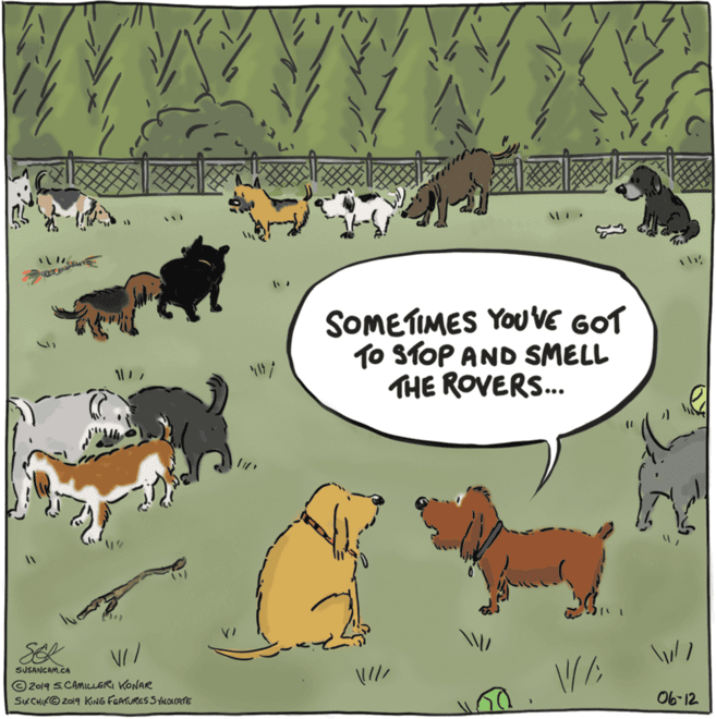 Terrestrial animal OCR: SOMETIMES YOUVE GOT TO STOP AND SMELL THE ROVERS.. SEK SUSANCAM.CA © 2019 S.CAMICLERI KONAR SKCHIK© 2019 KING FGATURES SYNOACATE 06-12 SOMETIMES YOUVE GOT TO STOP AND SMELL THE ROVERS.. SEK SUSANCAM.CA © 2019 S.CAMICLERI KONAR SKCHIK© 2019 KING FGATURES SYNOACATE 06-12