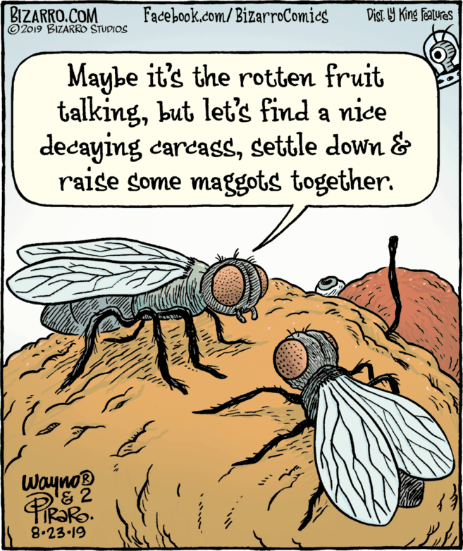Net-winged insects OCR: BIZARRO.COM © 2019 BIZARRO STUDIOS Facebook.com/BizarroComies Dist Y King Features Maybe it's the rotten fruit talkingbut let's find a nice decaying carcasssettle down & raise some maggots together. Wayno? FIR?RO. 8.23.19 BIZARRO.COM © 2019 BIZARRO STUDIOS Facebook.com/BizarroComies Dist Y King Features Maybe it's the rotten fruit talkingbut let's find a nice decaying carcasssettle down & raise some maggots together. Wayno? FIR?RO. 8.23.19