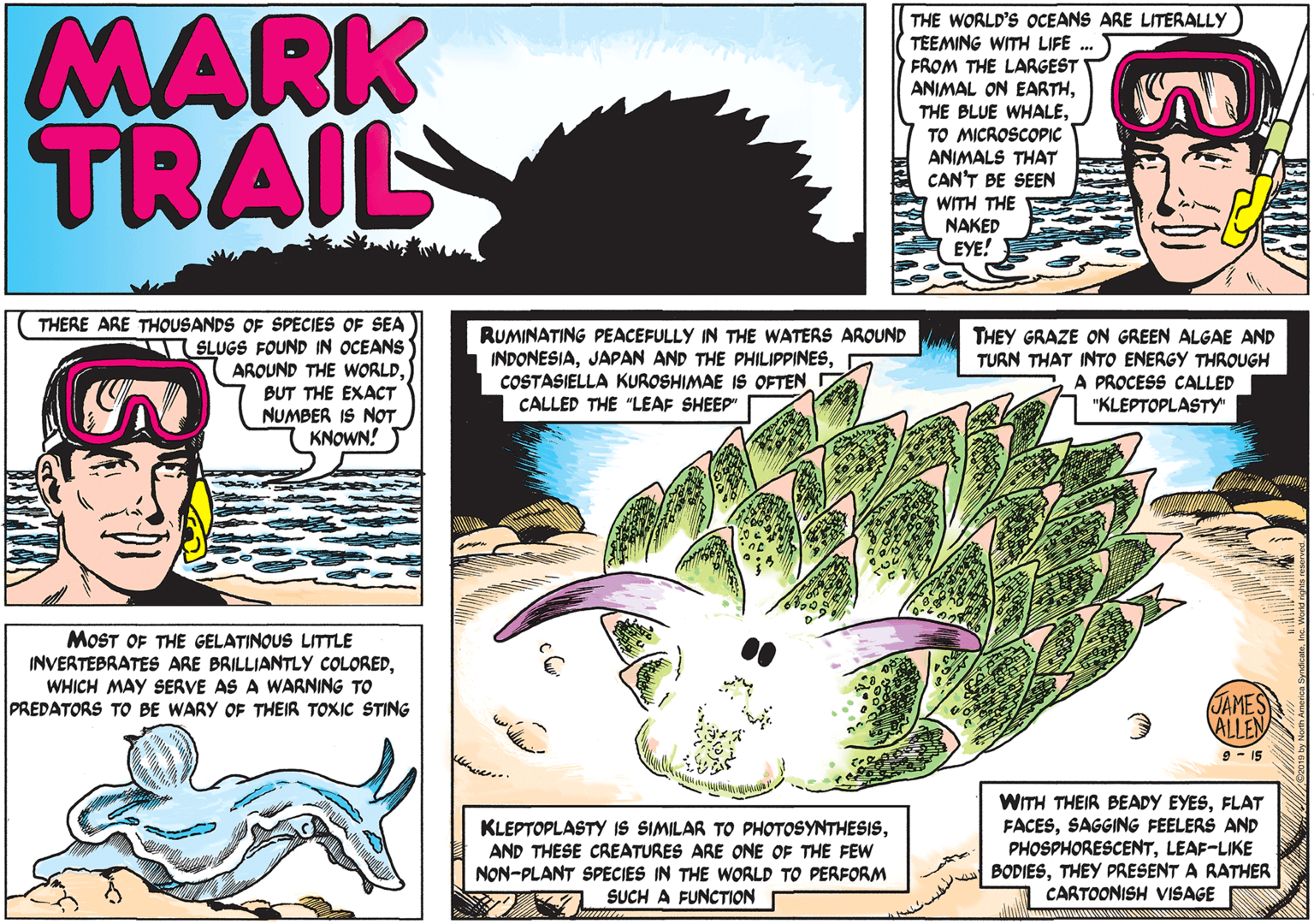 Slope OCR: MARK TRAIL THE WORLD'S OCEANS ARE LITERALLY TEEMING WITH LIFE .. FROM THE LARGEST ANIMAL ON EARTHTO MICROSCOPIC ANIMALS THAT CAN'T BE SEEN WITH THE NAKED EYE! THERE ARE THOUSANDS OF SPECIES OF SEA SLUGS FOUND IN OCEANS AROUND THE WORLDBUT THE EXACT NUMBER IS NOT KNOWN! RUMINATING PEACEFULLY IN THE WATERS AROUND INDONESIACOSTASIELLA KUROSHIMAE IS OFTEN THEY GRAZE ON GREEN ALGAE AND TURN THAT INTO ENERGY THROUGH A PROCESS CALLED "KLEPTOPLASTY" CALLED THE "LEAF SHEEP" MOST OF THE GELATINOUS LITTLE INVERTEBRATES ARE BRILLIANTLY COLOREDWHICH MAY SERVE AS A WARNING TO PREDATORS TO BE WARY OF THEIR TOXIC STING JAMES ALLEN 9 - 15 KLEPTOPLASTY IS SIMILAR TO PHOTOSYNTHESISAND THESE CREATURES ARE ONE OF THE FEW NON-PLANT SPECIES IN THE WORLD TO PERFORM SUCH A FUNCTION WITH THEIR BEADY EYESFLAT FACESSAGGING FEELERS AND PHOSPHORESCENTLEAF-LIKE BODIESTHEY PRESENT A RATHER CARTOONISH VISAGE MARK TRAIL THE WORLD'S OCEANS ARE LITERALLY TEEMING WITH LIFE .. FROM THE LARGEST ANIMAL ON EARTHTHE BLUE WHALETO MICROSCOPIC ANIMALS THAT CAN'T BE SEEN WITH THE NAKED EYE! THERE ARE THOUSANDS OF SPECIES OF SEA SLUGS FOUND IN OCEANS AROUND THE WORLDBUT THE EXACT NUMBER IS NOT KNOWN! RUMINATING PEACEFULLY IN THE WATERS AROUND INDONESIAJAPAN AND THE PHILIPPINESCOSTASIELLA KUROSHIMAE IS OFTEN THEY GRAZE ON GREEN ALGAE AND TURN THAT INTO ENERGY THROUGH A PROCESS CALLED "KLEPTOPLASTY" CALLED THE "LEAF SHEEP" MOST OF THE GELATINOUS LITTLE INVERTEBRATES ARE BRILLIANTLY COLOREDWHICH MAY SERVE AS A WARNING TO PREDATORS TO BE WARY OF THEIR TOXIC STING JAMES ALLEN 9 - 15 KLEPTOPLASTY IS SIMILAR TO PHOTOSYNTHESISAND THESE CREATURES ARE ONE OF THE FEW NON-PLANT SPECIES IN THE WORLD TO PERFORM SUCH A FUNCTION WITH THEIR BEADY EYESFLAT FACESSAGGING FEELERS AND PHOSPHORESCENTLEAF-LIKE BODIESTHEY PRESENT A RATHER CARTOONISH VISAGE