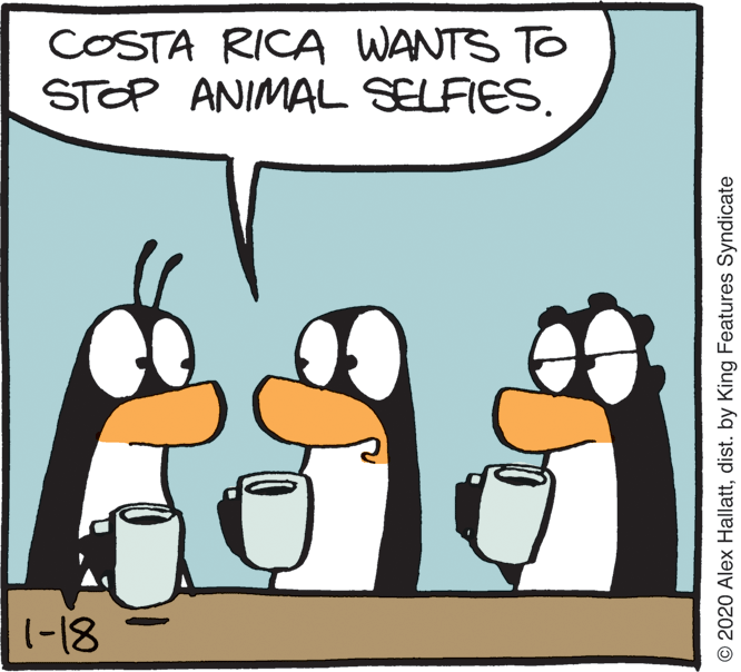 Comics OCR: COSTA RICA WANTS TO STOP ANIMAL SELFIES. 1-18 © 2020 Alex Hallattdist. by King Features Syndicate COSTA RICA WANTS TO STOP ANIMAL SELFIES. 1-18 © 2020 Alex Hallattdist. by King Features Syndicate
