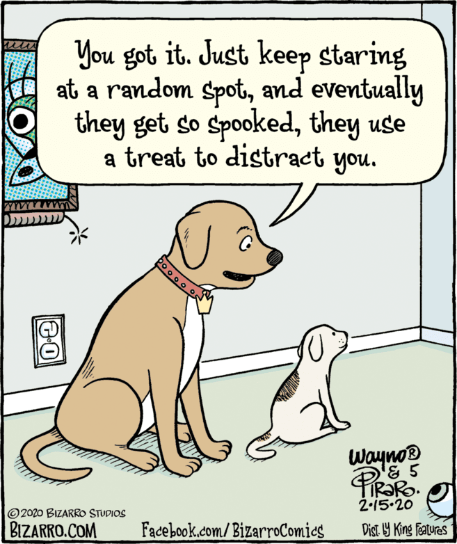 Cartoon OCR: You got it. Just keep staring at a random spotand eventually they get so spookedthey use a treat to distract you. Wayno® '& 5 TIR?RO. 2-15.20 PiROR © 2020 BIZARRO STUDIOS BIZARRO.COM Facebook.com/BizarroComies Dist Y King Features You got it. Just keep staring at a random spotand eventually they get so spookedthey use a treat to distract you. Wayno® '& 5 TIR?RO. 2-15.20 PiROR © 2020 BIZARRO STUDIOS BIZARRO.COM Facebook.com/BizarroComies Dist Y King Features