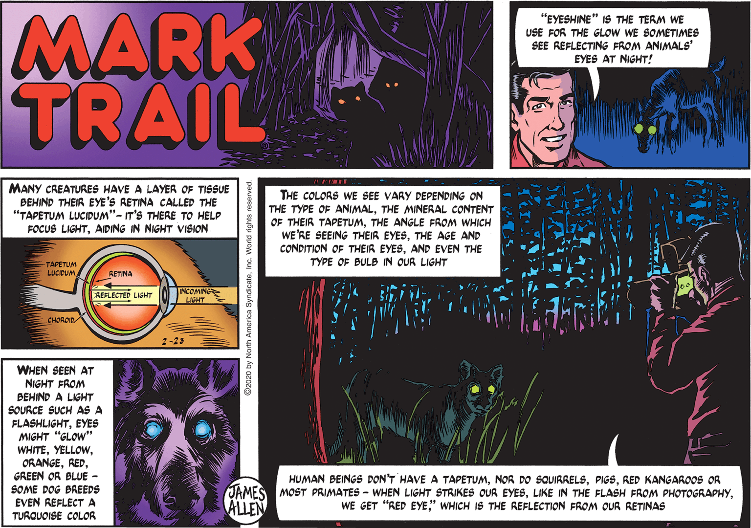 Fictional character OCR: MARK TRAIL "EYESHINE" IS THE TERM WE USE FOR THE GLOW WE SOMETIMES SEE REFLECTING FROM ANIMALS' EYES AT NIGHT! MANY CREATURES HAVE A LAYER OF TISSUE BEHIND THEIR EYE'S RETINA CALLED THE "TAPETUM LUCIDUM"- IT'S THERE TO HELP FOCUS LIGHTAIDING IN NIGHT VISION THE COLORS WE SEE VARY DEPENDING ON THE TYPE OF ANIMALTHE MINERAL CONTENT OF THEIR TAPETUMTHE ANGLE FROM WHICH WE'RE SEEING THEIR EYESTHE AGE AND CONDITION OF THEIR EYESAND EVEN THE TYPE OF BULB IN QUR LIGHT TAPETUM LUCIDUM RETINA REFLECTED LIGHT INCOMING LIGHT CHOROID 2-23 WHEN SEEN AT NIGHT FROM BEHIND A LIGHT SOURCE SUCH AS A FLASHLIGHTEYES MIGHT "GLOW" WHITEGREEN OR BLUE - SOME DOG BREEDS EVEN REFLECTA HUMAN BEINGS DON'T HAVEA TAPETUMRED KANGAROOS OR JAMES MOST PRIMATES - WHEN LIGHT STRIKES OUR EYES" WHICH IS THE REFLECTION FROM OUR RETINAS ALLEN TURQUOISE COLOR 2020 by North America SyndicateInc. World rights reserved. MARK TRAIL "EYESHINE" IS THE TERM WE USE FOR THE GLOW WE SOMETIMES SEE REFLECTING FROM ANIMALS' EYES AT NIGHT! MANY CREATURES HAVE A LAYER OF TISSUE BEHIND THEIR EYE'S RETINA CALLED THE "TAPETUM LUCIDUM"- IT'S THERE TO HELP FOCUS LIGHTAIDING IN NIGHT VISION THE COLORS WE SEE VARY DEPENDING ON THE TYPE OF ANIMALTHE MINERAL CONTENT OF THEIR TAPETUMTHE ANGLE FROM WHICH WE'RE SEEING THEIR EYESTHE AGE AND CONDITION OF THEIR EYESAND EVEN THE TYPE OF BULB IN QUR LIGHT TAPETUM LUCIDUM RETINA REFLECTED LIGHT INCOMING LIGHT CHOROID 2-23 WHEN SEEN AT NIGHT FROM BEHIND A LIGHT SOURCE SUCH AS A FLASHLIGHTEYES MIGHT "GLOW" WHITEGREEN OR BLUE - SOME DOG BREEDS EVEN REFLECTA HUMAN BEINGS DON'T HAVEA TAPETUMNOR DO SQUIRRELSRED KANGAROOS OR JAMES MOST PRIMATES - WHEN LIGHT STRIKES OUR EYESLIKE IN THE FLASH FROM PHOTOGRAPHYWE GET "RED EYE" WHICH IS THE REFLECTION FROM OUR RETINAS ALLEN TURQUOISE COLOR 2020 by North America SyndicateInc. World rights reserved.