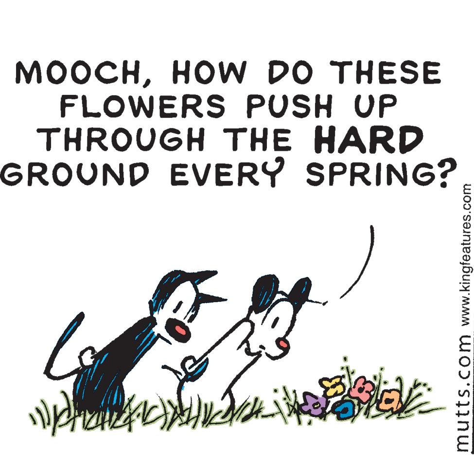 Art OCR: MOOCHHOW DO THESE FLOWERS PUSH UP THROUGH THE HARD GROUND EVERY SPRING? mutts.com www.kingfeatures.com MOOCHHOW DO THESE FLOWERS PUSH UP THROUGH THE HARD GROUND EVERY SPRING? mutts.com www.kingfeatures.com