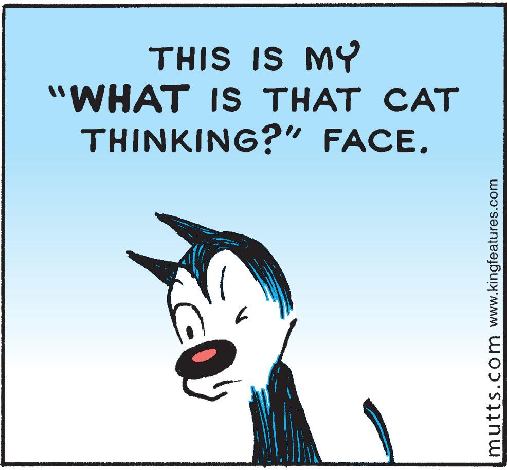 Illustration OCR: THIS IS MY "WHAT IS THAT CAT THINKING?" FACE. mutts.com www.kingfeatures.com THIS IS MY "WHAT IS THAT CAT THINKING?" FACE. mutts.com www.kingfeatures.com