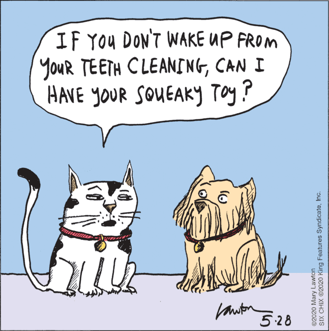 Happy OCR: IF YOU DON'T WAKE UP FROM youR TEETH CLEANINGCAN I HAVE YOUR SOUEAKYy Toy? Vauton 528 ©2020 Mary Lawton SIX CHIX ©2020 King Features SyndicateInc. IF YOU DON'T WAKE UP FROM youR TEETH CLEANINGCAN I HAVE YOUR SOUEAKYy Toy? Vauton 528 ©2020 Mary Lawton SIX CHIX ©2020 King Features Syndicate