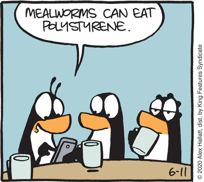 Photo caption OCR: MEALWORMS CAN EAT POLYSTURENE. 6-11 0 © 2020 Alex Hallattdist. by King Features Syndicate MEALWORMS CAN EAT POLYSTURENE. 6-11 0 © 2020 Alex Hallattdist. by King Features Syndicate