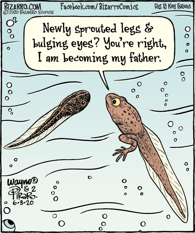 Illustration OCR: BIZARRO.COM © 2020 BIZARRO STUDIOS Facebook.com/BizarroComics Dist Y King Features Newly Sprouted legs & bulging eyes? You're rightfather. I am becoming my Wayno® TIR?RO. o 6-3.20 O0 0o 00 O0. J00 BIZARRO.COM © 2020 BIZARRO STUDIOS Facebook.com/BizarroComics Dist Y King Features Newly Sprouted legs & bulging eyes? You're rightfather. I am becoming my Wayno® TIR?RO. o 6-3.20 O0 0o 00 O0. J00