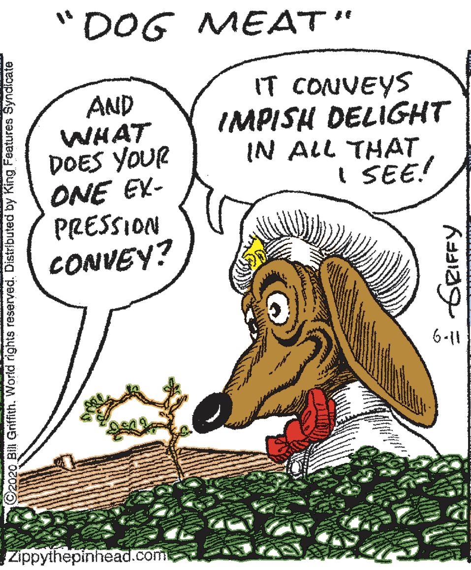 Comics OCR: "DOG MEAT" AND WHAT DOES YOUR ONE EY- PRESSION CONVEY? IT CONVEYS IMPISH DELIGHT IN ALL THAT I SEE! 6-11 Zippythepinhead.com 2020 Bill GriffithWorld rights reserved. Distributed by King Features Syndicate GRIFFY "DOG MEAT" AND WHAT DOES YOUR ONE EY- PRESSION CONVEY? IT CONVEYS IMPISH DELIGHT IN ALL THAT I SEE! 6-11 Zippythepinhead.com 2020 Bill GriffithWorld rights reserved. Distributed by King Features Syndicate GRIFFY
