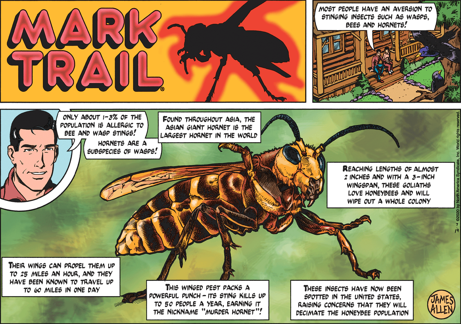 Sharing OCR: MOST PEOPLE HAVE AN AVERSION TO STINGING INSECTS SUCH AS WASPSBEES AND HORNETS! MARK TRAIL ONLY ABOUT I-3% OF THE POPULATION IS ALLERGIC TO BEE AND WASP STINGS! FOUND THROUGHOUT ASIATHE ASIAN GIANT HORNET IS THE LARGEST HORNET IN THE WORLD HORNETS ARE A SUBSPECIES OF WASPS! REACHING LENGTHS OF ALMOST 2 INCHES AND WITH A 3-INCH WINGSPANTHESE GOLIATHS LOVE HONEYBEES AND WILL WIPE OUT A WHOLE COLONY THEIR WINGS CAN PROPEL THEM UP TO 25 MLES AN HOURAND THEY HAVE BEEN KNOWN TO TRAVEL UP TO 6O MILES IN ONE DAY THIS WINGED PEST PACKS A POWERFUL PUNCH - ITS STING KILLS UP THESE INSECTS HAVE NOW BEEN SPOTTED IN THE UNITED STATESRAISING CONCERNS THAT THEY WILL DECIMATE THE HONEYBEE POPULATION JAMES ALLEN TO 50 PEOPLE A YEAREARNING IT THE NICKNAME "MURDER HORNET"! MOST PEOPLE HAVE AN AVERSION TO STINGING INSECTS SUCH AS WASPSBEES AND HORNETS! MARK TRAIL ONLY ABOUT I-3% OF THE POPULATION IS ALLERGIC TO BEE AND WASP STINGS! FOUND THROUGHOUT ASIATHE ASIAN GIANT HORNET IS THE LARGEST HORNET IN THE WORLD HORNETS ARE A SUBSPECIES OF WASPS! REACHING LENGTHS OF ALMOST 2 INCHES AND WITH A 3-INCH WINGSPANTHESE GOLIATHS LOVE HONEYBEES AND WILL WIPE OUT A WHOLE COLONY THEIR WINGS CAN PROPEL THEM UP TO 25 MLES AN HOURAND THEY HAVE BEEN KNOWN TO TRAVEL UP TO 6O MILES IN ONE DAY THIS WINGED PEST PACKS A POWERFUL PUNCH - ITS STING KILLS UP THESE INSECTS HAVE NOW BEEN SPOTTED IN THE UNITED STATESRAISING CONCERNS THAT THEY WILL DECIMATE THE HONEYBEE POPULATION JAMES ALLEN TO 50 PEOPLE A YEAREARNING IT THE NICKNAME "MURDER HORNET"!