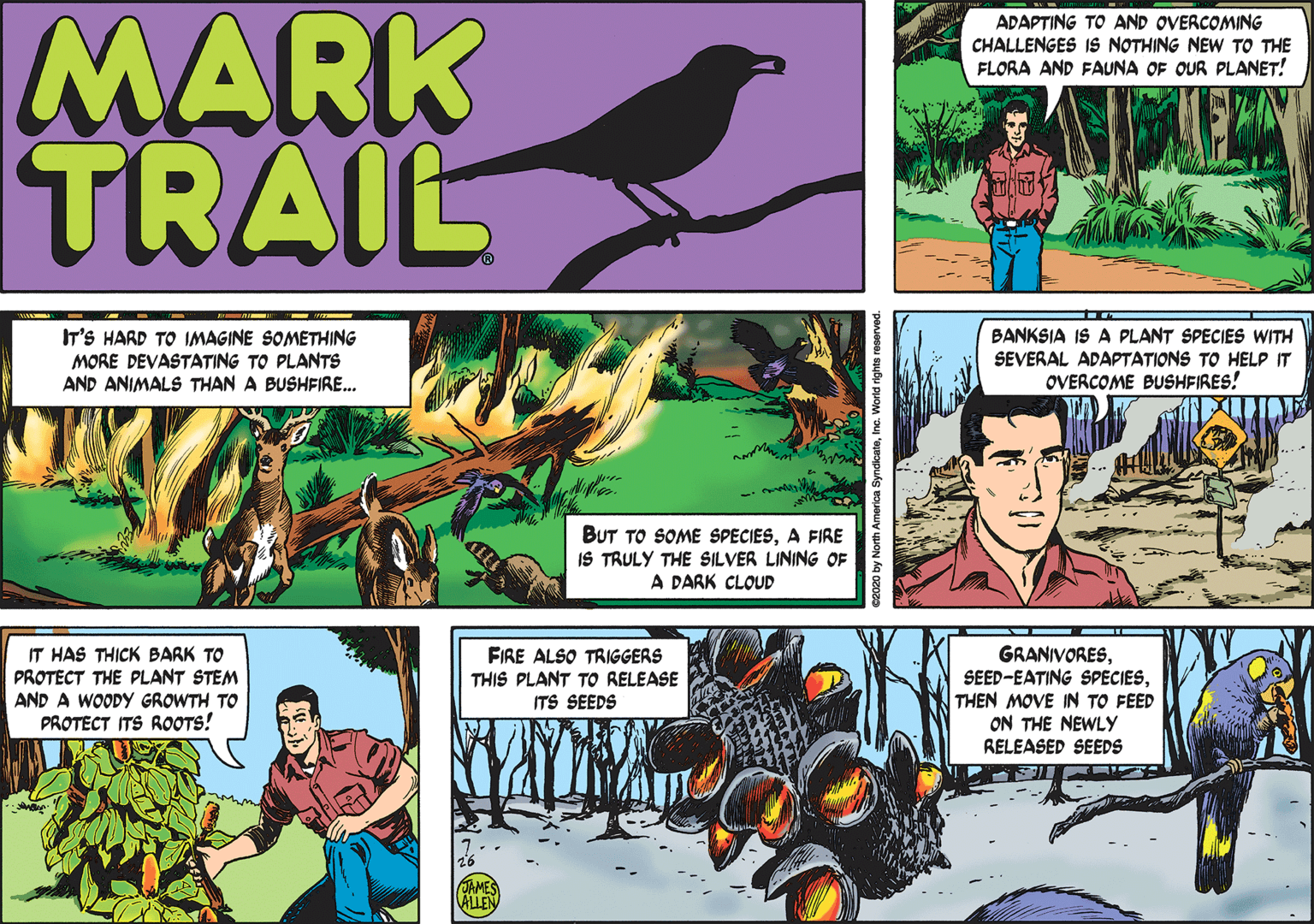 Adaptation OCR: MARK TRAIL ADAPTING TO AND OVERCOMING CHALLENGES IS NOTHING NEW TO THE FLORA AND FAUNA OF OUR PLANET! IT'S HARD TO IMAGINE SOMETHING MORE DEVASTATING TO PLANTS AND ANIMALS THAN A BUSHFIRE.. BANKSIA IS A PLANT SPECIES WITH SEVERAL ADAPTATIONS TO HELP IT OVERCOME BUSHFIRES! BUT TO SOME SPECIESA FIRE IS TRULY THE SILVER LINING OF A PARK CLOUD IT HAS THICK BARK TO PROTECT THE PLANT STEM AND A WOODY GROWTH TO PROTECT ITS ROOTS! FIRE ALSO TRIGGERS THIS PLANT TO RELEASE ITS SEEDS GRANIVORESTHEN MOVE IN TO FEED ON THE NEWLY RELEASED SEEDS OAMES ALLEN ©2020 by North America SyndicateInc. World rights MARK TRAIL ADAPTING TO AND OVERCOMING CHALLENGES IS NOTHING NEW TO THE FLORA AND FAUNA OF OUR PLANET! IT'S HARD TO IMAGINE SOMETHING MORE DEVASTATING TO PLANTS AND ANIMALS THAN A BUSHFIRE.. BANKSIA IS A PLANT SPECIES WITH SEVERAL ADAPTATIONS TO HELP IT OVERCOME BUSHFIRES! BUT TO SOME SPECIESA FIRE IS TRULY THE SILVER LINING OF A PARK CLOUD IT HAS THICK BARK TO PROTECT THE PLANT STEM AND A WOODY GROWTH TO PROTECT ITS ROOTS! FIRE ALSO TRIGGERS THIS PLANT TO RELEASE ITS SEEDS GRANIVORESSEED-EATING SPECIESTHEN MOVE IN TO FEED ON THE NEWLY RELEASED SEEDS OAMES ALLEN ©2020 by North America SyndicateInc. World rights