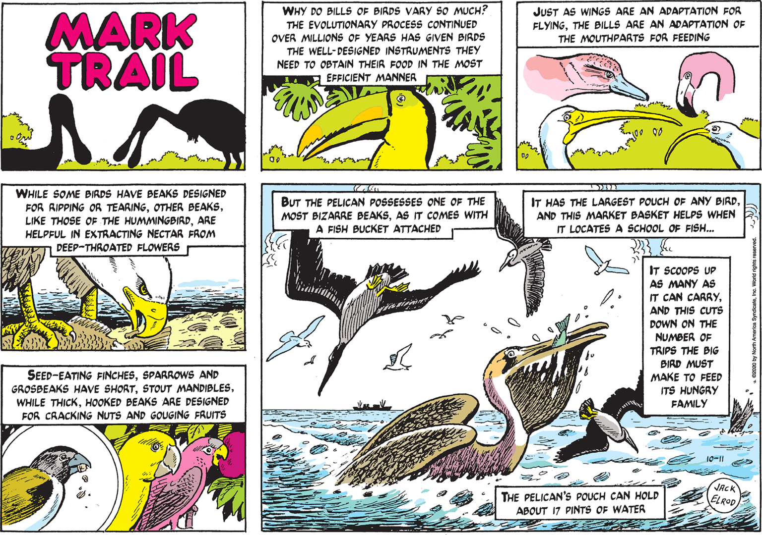 Rectangle OCR: WHY DO BILLS OF BIRDS VARY SO MUCH? THE EVOLUTIONARY PROCESS CONTINUED JUST AS WINGS ARE AN ADAPTATION FOR FLYINGTHE BILLS ARE AN ADAPTATION OF THE MOUTHPARTS FOR FEEDING MARK TRAIL OVER MILLIONS OF YEARS HAS GIVEN BIRDS THE WELL-DESIGNED INSTRUMENTS THEY NEED TO OBTAIN THEIR FOOD IN THE MOST EFFICIENT MANNER WHILE SOME BIRDS HAVE BEAKS DESIGNED FOR RIPPING OR TEARINGARE HELPFUL IN EXTRACTING NECTAR FROM DEEP-THROATED FLOWERS BUT THE PELICAN POSSESSES ONE OF THE MOST BIZARRE BEAKSAS IT COMES WITH A FISH BUCKET ATTACHED IT HAS THE LARGEST POUCH OF ANY BIRDAND THIS MARKET BASKET HELPS WHEN IT LOCATES A SCHOOL OF FISH... IT SCOOPS UP AS MANY AS IT CAN CARRYAND THIS CUTS DOWN ON THE NUMBER OF SEED-EATING FINCHESSPARROWS AND GROSBEAKS HAVE SHORTHOOKED BEAKS ARE DESIGNED FOR CRACKING NUTS AND GOUGING FRUITS TRIPS THE BIG BIRD MUST MAKE TO FEED ITS HUNGRY FAMILY 1011 THE PELICAN'S POUCH CAN HOLD ABOUT 17 PINTS OF WATER JACK ELROD WHY DO BILLS OF BIRDS VARY SO MUCH? THE EVOLUTIONARY PROCESS CONTINUED JUST AS WINGS ARE AN ADAPTATION FOR FLYINGTHE BILLS ARE AN ADAPTATION OF THE MOUTHPARTS FOR FEEDING MARK TRAIL OVER MILLIONS OF YEARS HAS GIVEN BIRDS THE WELL-DESIGNED INSTRUMENTS THEY NEED TO OBTAIN THEIR FOOD IN THE MOST EFFICIENT MANNER WHILE SOME BIRDS HAVE BEAKS DESIGNED FOR RIPPING OR TEARINGOTHER BEAKSLIKE THOSE OF THE HUMMINGBIRDARE HELPFUL IN EXTRACTING NECTAR FROM DEEP-THROATED FLOWERS BUT THE PELICAN POSSESSES ONE OF THE MOST BIZARRE BEAKSAS IT COMES WITH A FISH BUCKET ATTACHED IT HAS THE LARGEST POUCH OF ANY BIRDAND THIS MARKET BASKET HELPS WHEN IT LOCATES A SCHOOL OF FISH... IT SCOOPS UP AS MANY AS IT CAN CARRYAND THIS CUTS DOWN ON THE NUMBER OF SEED-EATING FINCHESSPARROWS AND GROSBEAKS HAVE SHORTSTOUT MANDIBLESWHILE THICKHOOKED BEAKS ARE DESIGNED FOR CRACKING NUTS AND GOUGING FRUITS TRIPS THE BIG BIRD MUST MAKE TO FEED ITS HUNGRY FAMILY 1011 THE PELICAN'S POUCH CAN HOLD ABOUT 17 PINTS OF WATER JACK ELROD