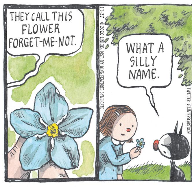 Sacred lotus OCR: THEY CALL THIS FLOWER FORGET-ME-NOT. WHAT A SILLY NAME. TWITTER: CLINIERSCARTOON 11-27 2020 LINIERSDIST. BY KING FEATURES SYNDICATE THEY CALL THIS FLOWER FORGET-ME-NOT. WHAT A SILLY NAME. TWITTER: CLINIERSCARTOON 11-27 2020 LINIERSDIST. BY KING FEATURES SYNDICATE