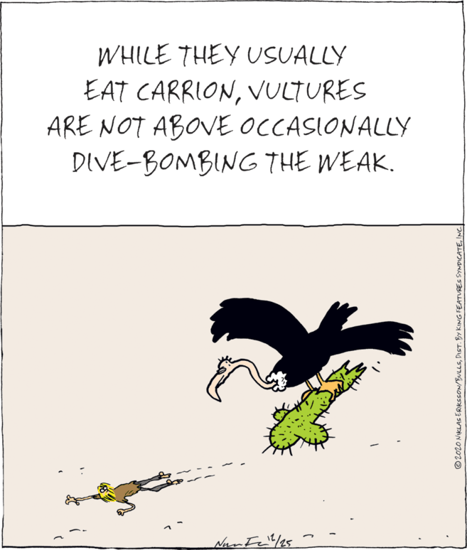 Beak OCR: WHILE THEY USUALLY EAT CARRIONVULTURES ARE NOT ABOVE OCCASIONALLY DIVE-BOMBING THE WEAK. ©202O NIKLAS ERIKCCON/BULLSINC WHILE THEY USUALLY EAT CARRIONVULTURES ARE NOT ABOVE OCCASIONALLY DIVE-BOMBING THE WEAK. ©202O NIKLAS ERIKCCON/BULLSDIST. BY KING FEATURES SYNDICATE