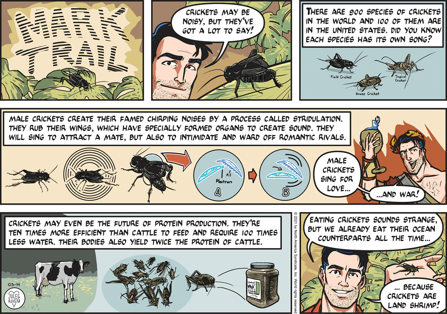 Organism OCR: MARK TRAIL CRICKETS MAY BE NOISYBUT THEY'VE LOT TO SAY! THERE ARE 900 SPECIES OF CRICKETS IN THE WORLD AND 100 OF THEM ARE IN THE UNITED STATES. DID YOU KNOW EACH SPECIES HAS ITS OWN SONG? GOT Trapical Cruhet Field Cricket House Cricket MALE CRICKETS CREATE THEIR FAMED CHIRPING NOISES BY A PROCESS CALLED STRIDULATION. THEY RUB THEIR WINGSWHICH HAVE SPECIALLY FORMED ORGANS TO CREATE SOUND. THEY WILL SING TO ATTRACT A MATEBUT ALSO TO INTIMIDATE AND WARD OFF ROMANTIC RIVALS. MALE CRICKETS SING FOR LOVE... Plactrum ..AND WAR! CRICKETS MAY EVEN BE THE FUTURE OF PROTEIN PRODUCTION. THEY'RE TEN TIMES MORE EFFICIENT THAN CATTLE TO FEED AND REQUIRE 100 TIMES LESS WATER. THEIR BODIES ALSO YIELD TWICE THE PROTEIN OF CATTLE. EATING CRICKETS SOUNDS STRANGEBUT WE ALREADY EAT THEIR OCEAN COUNTERPARTS ALL THE TIME... 03-14 BECAUSE CRICKETS ARE LAND SHRIMP! ... JULES RIVERA MARK TRAIL CRICKETS MAY BE NOISYBUT THEY'VE LOT TO SAY! THERE ARE 900 SPECIES OF CRICKETS IN THE WORLD AND 100 OF THEM ARE IN THE UNITED STATES. DID YOU KNOW EACH SPECIES HAS ITS OWN SONG? GOT Trapical Cruhet Field Cricket House Cricket MALE CRICKETS CREATE THEIR FAMED CHIRPING NOISES BY A PROCESS CALLED STRIDULATION. THEY RUB THEIR WINGSWHICH HAVE SPECIALLY FORMED ORGANS TO CREATE SOUND. THEY WILL SING TO ATTRACT A MATEBUT ALSO TO INTIMIDATE AND WARD OFF ROMANTIC RIVALS. MALE CRICKETS SING FOR LOVE... Plactrum ..AND WAR! CRICKETS MAY EVEN BE THE FUTURE OF PROTEIN PRODUCTION. THEY'RE TEN TIMES MORE EFFICIENT THAN CATTLE TO FEED AND REQUIRE 100 TIMES LESS WATER. THEIR BODIES ALSO YIELD TWICE THE PROTEIN OF CATTLE. EATING CRICKETS SOUNDS STRANGEBUT WE ALREADY EAT THEIR OCEAN COUNTERPARTS ALL THE TIME... 03-14 BECAUSE CRICKETS ARE LAND SHRIMP! ... JULES RIVERA