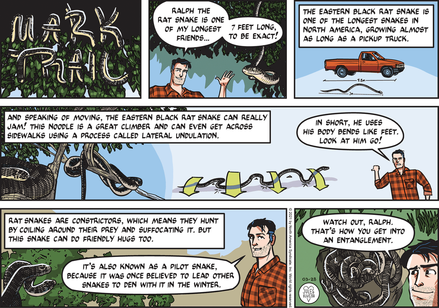 Font OCR: RALPH THE RAT SNAKE 1S ONE THE EASTERN BLACK RAT SNAKE IS ONE OF THE LONGEST SNAKES IN OF MY LONGEST FRIENDS... 7 FEET LONGTO BE EXACT! NORTH AMERICAGROWING ALMOST AS LONG AS A PICKUP TRUCK. ? 4.6m SIN AND SPEAKING OF MOVINGTHE EASTERN BLACK RAT SNAKE CAN REALLY JAM! THIS NOODLE IS A GREAT CLIMBER AND CAN EVEN GET ACROSS SIDEWALKS USING A PROCESS CALLED LATERAL UNDULATION. IN SHORTHE USES HIS BODY BENDS LIKE FEET. LOOK AT HIM GO! RAT SNAKES ARE CONSTRICTORSWHICH MEANS THEY HUNT BY COILING AROUND THEIR PREY AND SUFFOCATING IT. BUT THIS SNAKE CAN DO FRIENDLY HUGS TOO. WATCH OUTRALPH. THAT'S HOW YOU GET INTO AN ENTANGLEMENT. IT'S ALSO KNOWN AS A PILOT SNAKEBECAUSE IT WAS ONCE BELIEVED TO LEAD OTHER SNAKES TO DEN WITH IT IN THE WINTER. 03-28 JULES RIVERA RALPH THE RAT SNAKE 1S ONE THE EASTERN BLACK RAT SNAKE IS ONE OF THE LONGEST SNAKES IN OF MY LONGEST FRIENDS... 7 FEET LONGTO BE EXACT! NORTH AMERICAGROWING ALMOST AS LONG AS A PICKUP TRUCK. ? 4.6m SIN AND SPEAKING OF MOVINGTHE EASTERN BLACK RAT SNAKE CAN REALLY JAM! THIS NOODLE IS A GREAT CLIMBER AND CAN EVEN GET ACROSS SIDEWALKS USING A PROCESS CALLED LATERAL UNDULATION. IN SHORTHE USES HIS BODY BENDS LIKE FEET. LOOK AT HIM GO! RAT SNAKES ARE CONSTRICTORSWHICH MEANS THEY HUNT BY COILING AROUND THEIR PREY AND SUFFOCATING IT. BUT THIS SNAKE CAN DO FRIENDLY HUGS TOO. WATCH OUTRALPH. THAT'S HOW YOU GET INTO AN ENTANGLEMENT. IT'S ALSO KNOWN AS A PILOT SNAKEBECAUSE IT WAS ONCE BELIEVED TO LEAD OTHER SNAKES TO DEN WITH IT IN THE WINTER. 03-28 JULES RIVERA