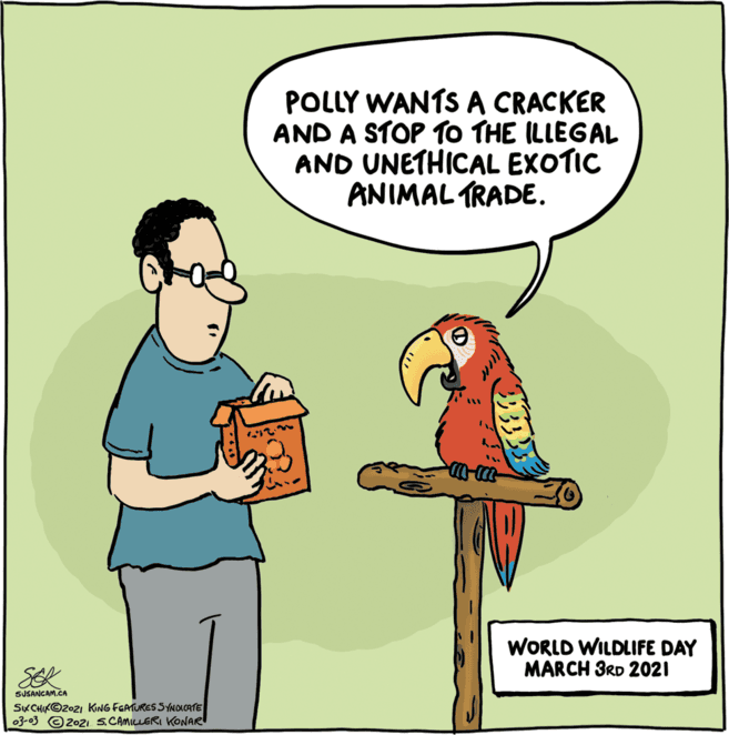 Humour OCR: POLLY WANTSA CRACKER AND A STOP TO THE ILLEGAL AND UNETHICAL EXOTIC ANIMAL TRADE. WORLD WILDLIFE DAY MARCH 3RD 2021 SEK SJSANCAM.CA SKCHIKO20ZI KING FGATURES SYNOLOATE 03-03 © 202 S.CAMILLERI KONAR POLLY WANTSA CRACKER AND A STOP TO THE ILLEGAL AND UNETHICAL EXOTIC ANIMAL TRADE. WORLD WILDLIFE DAY MARCH 3RD 2021 SEK SJSANCAM.CA SKCHIKO20ZI KING FGATURES SYNOLOATE 03-03 © 202 S.CAMILLERI KONAR