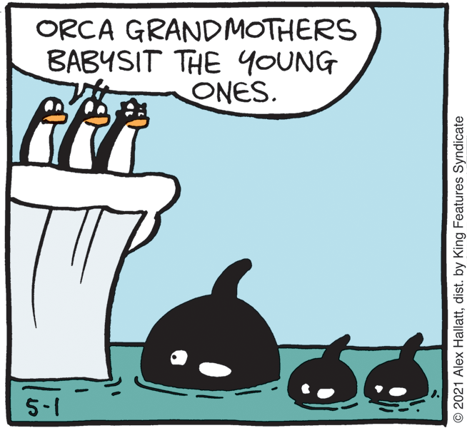 Illustration OCR: ORCA GRANDMOTHERS BABYSIT THE YOUNG ONES. 5-1 © 2021 Alex Hallattdist. by King Features Syndicate ORCA GRANDMOTHERS BABYSIT THE YOUNG ONES. 5-1 © 2021 Alex Hallattdist. by King Features Syndicate