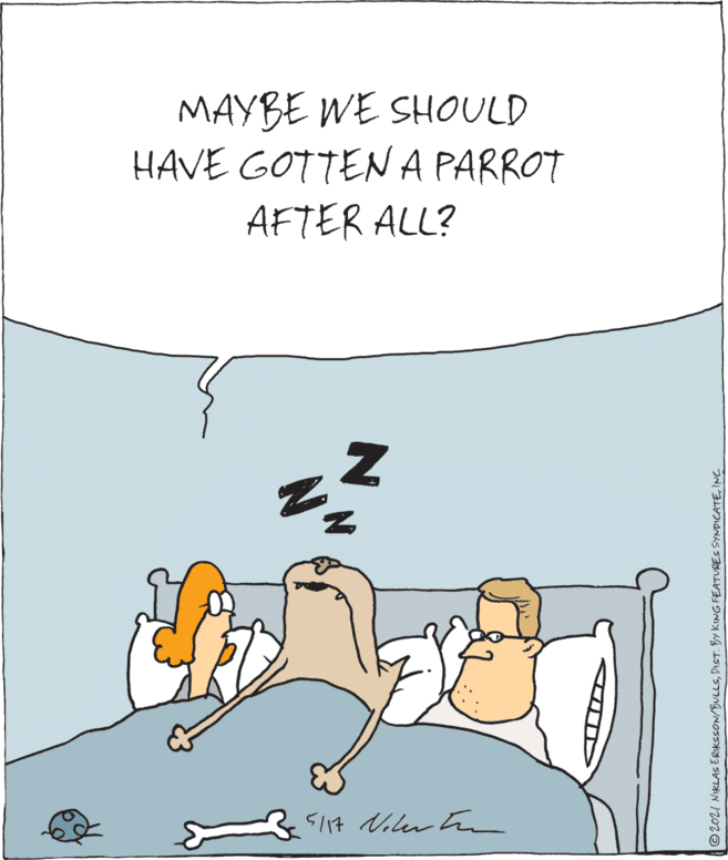 Adaptation OCR: MAYBE WE SHOULD HAVE GOTTENA PARROT AFTER ALL? S?4 Cilw h © 2021 NIKLAS ERIKESON/BULLSING MAYBE WE SHOULD HAVE GOTTENA PARROT AFTER ALL? S ? 4 Cilw h © 2021 NIKLAS ERIKESON/BULLSDIST. BY KING FEATURES SYNDICATE