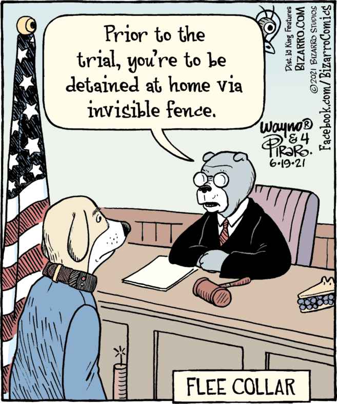 Art OCR: Prior to the trialyou're to be detained at home via invisible fence. Wayno® 6.19.21 FLEE COLLAR Dist. ba King Features BIZARRO.COM ©2021 BIZARRO STUDIOS Facebook.com/BizarroComics Prior to the trialyou're to be detained at home via invisible fence. Wayno® 6.19.21 FLEE COLLAR Dist. ba King Features BIZARRO.COM ©2021 BIZARRO STUDIOS Facebook.com/BizarroComics